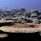 Table Acroporas on a shallow reef ridge.