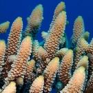 Tips of a branching Acorpora coral.