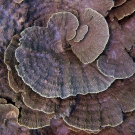 Whirls of Montipora coral.