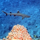 Whitetip Reef Shark (Trianodon obesus)