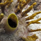 A yellow boring sponge sends up 