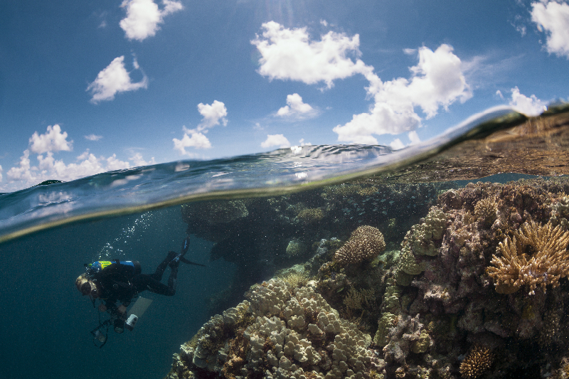 Conservation Photography: LOF and iLCP Partner for Coral ...