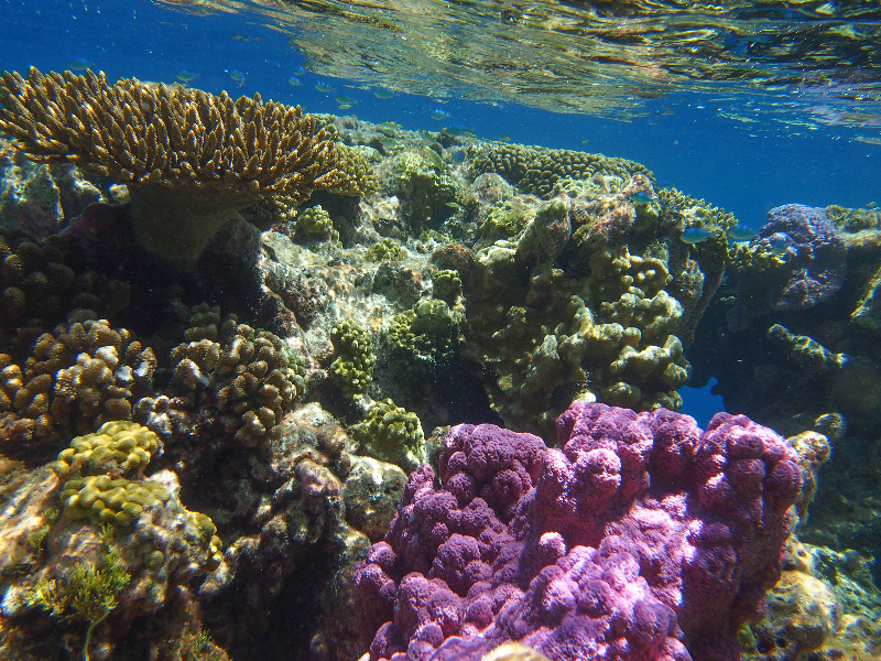 Tuamotu French Polynesia Coral Reef Research: Atolls, Climate ...