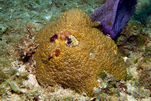 coral at Anguilla Cay