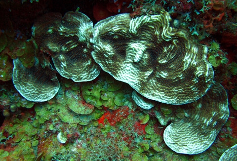 Partial bleaching on a plating scroll coral (Agaricia lamarcki)
