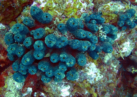 Blue tube sponge (Pseudoceratina crassa)