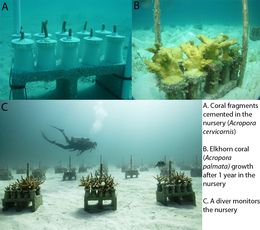 A rare coloured Staghorn coral colony in Opal Reef amongst other