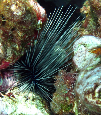 Juvenile Diadema urchin hiding in a crevice