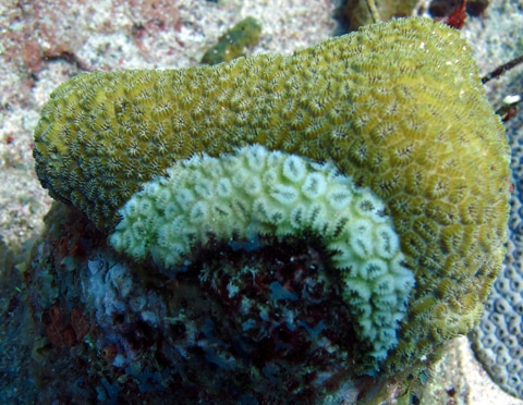 Elliptical star coral with a band of white plague