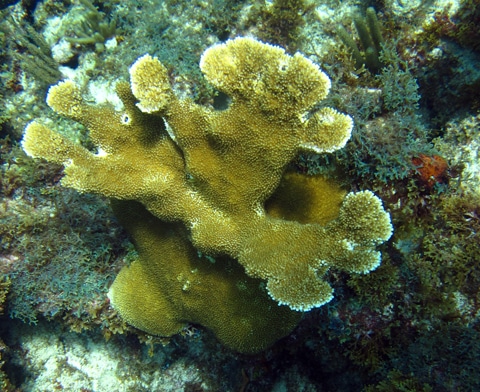 A surviving colony of elkhorn coral at St. Kitts and Nevis coral reefs