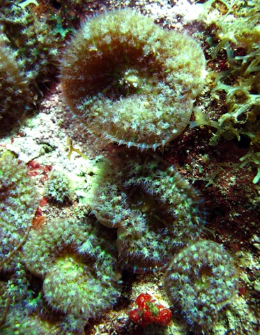 False corals at Monkey Shoals. These are a rare find on the St. Kitts and Nevis reefs.