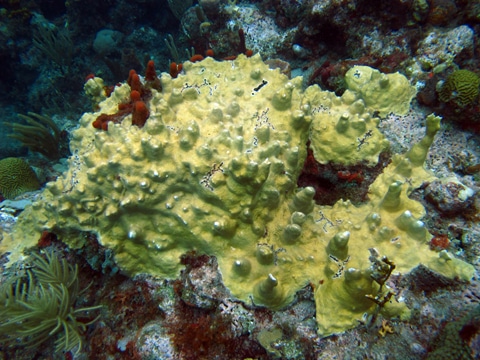 Our First Find of Staghorn Coral: Global Reef ExpedtionLiving