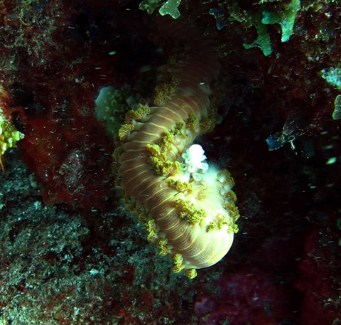 Fireworm predation on a juvenile staghorn coral (Acropora cervicornis)