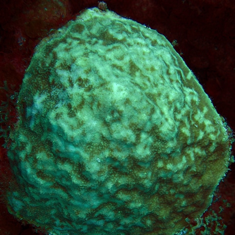 Healing mustard hill coral (Porites astreoides) from fish bites at Brimstone Shallows.