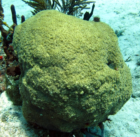 A healthy colony of elliptical star coral