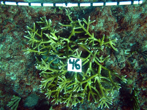 Largest staghorn coral (Acropora cervicornis) within the Legacy Site (bar = 1 m)