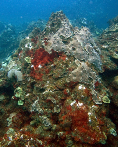 Mountainous star coral (Montastraea faveolata) partly alive