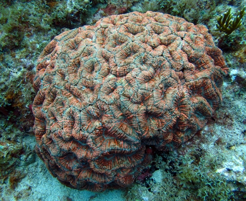 Large colony of spiny flower coral (Mussa angulosa)