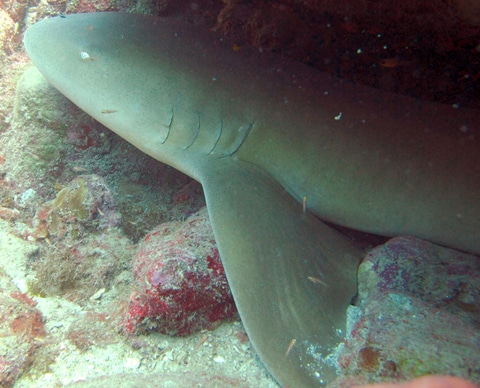 A nurse shark seen on the reef