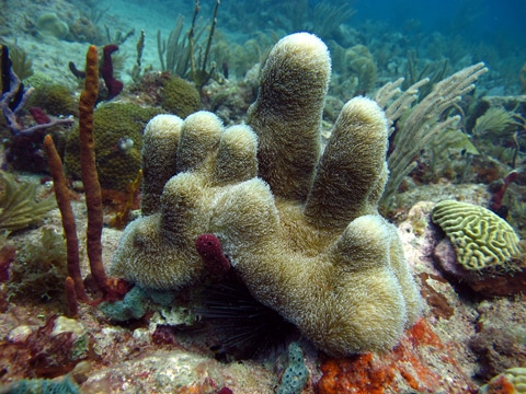 A rare coloured Staghorn coral colony in Opal Reef amongst other Staghorns.  While there's a wide variety of Staghorn co…