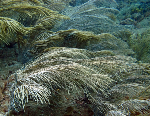 Sea plumes (Pseudopterogorgia) leaned over in the current