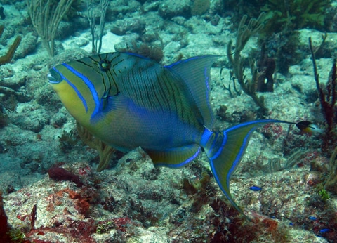 Few Queen triggerfish were found on the reef, possibly due to Caribbean overfishing of larger reef fish.