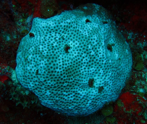 Bluing of massive starlet coral (Siderastrea siderea) shows early signs of bleaching