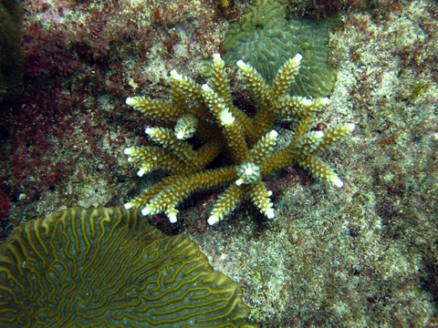 Small staghorn coral (Acropora cervicornis) with tentacles out - Living  Oceans FoundationLiving Oceans Foundation