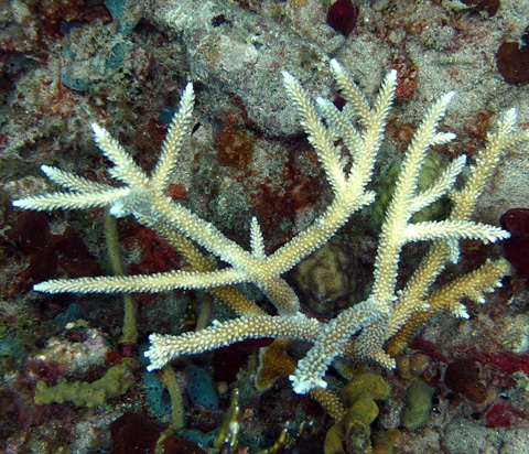 Staghorn coral (Acropora cervicornis) found at Caverns.