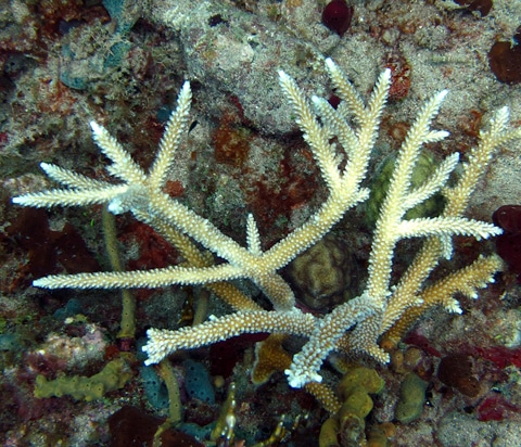 Elkhorn and Staghorn Coral