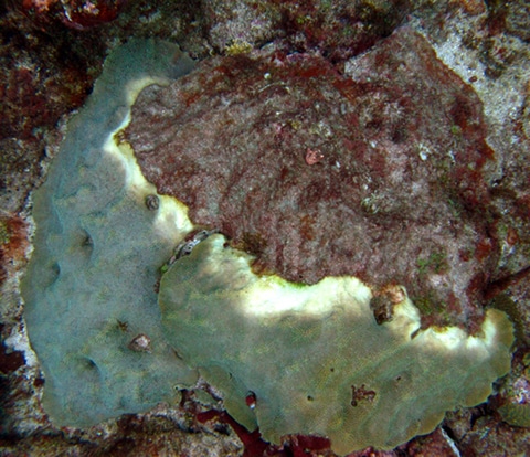 Yellow band disease on a star coral (Montastraea faveolata)