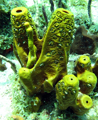 Yellow tube sponge (Aplysina fistularis) with fish bites
