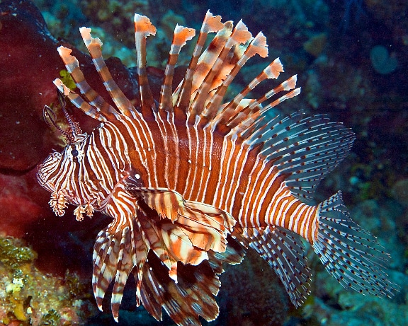 Caribbean lionfish photographed on the reefs around Great Inagua, Bahamas