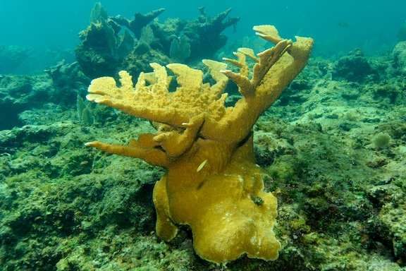 Elkhorn coral - Wikipedia