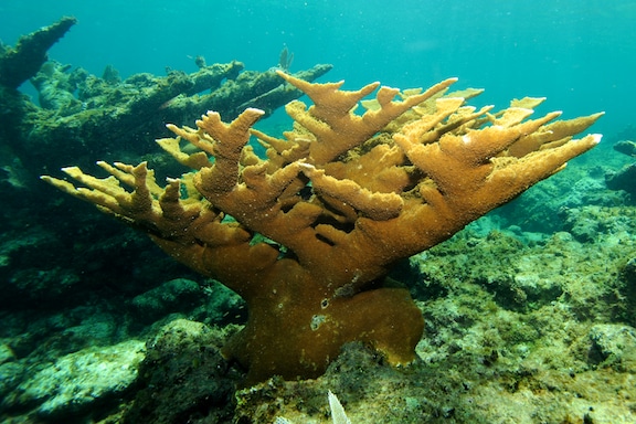 A healthy, living Acropora palmata can been seen the foreground, while ghostly skeletons of dead Acropora palmata corals are present in the background to the left
