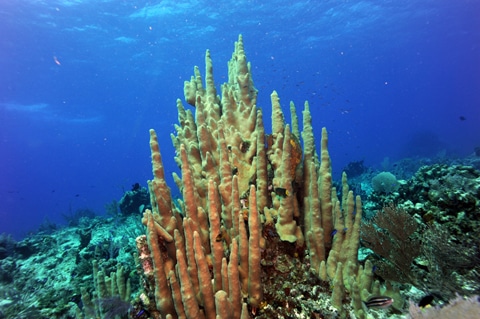 A rare coloured Staghorn coral colony in Opal Reef amongst other