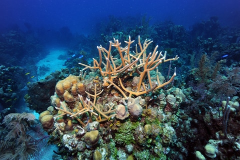 A rare coloured Staghorn coral colony in Opal Reef amongst other