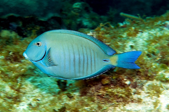 The Doctorfish (Acanthurus chirurgus) is type of surgeonfish and a common herbivorous reef fish in waters around Great Inagua