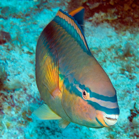 The Princess Parrotfish (Scarus taeniopterus) is a common herbivorous reef fish around Great Inagua