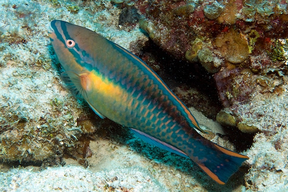 Princess parrotfish (Scarus taeniopterus)