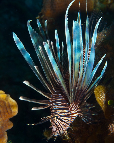 Many of the long spiny fins of a lionfish are toxic and are used to herd smaller prey fish 