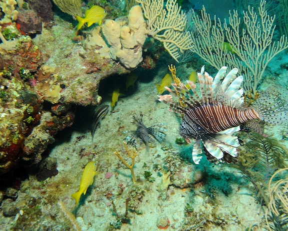 Caribbean lionfish near an active cleaning station lie in wait for unsuspecting prey
