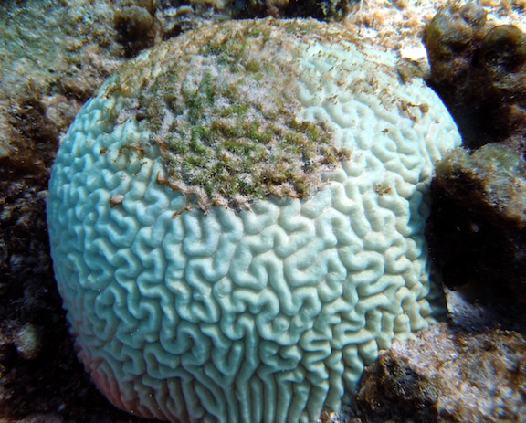 Coral Bleaching: A bleached brain coral becoming overgrown with algae.  Photo: NOAA