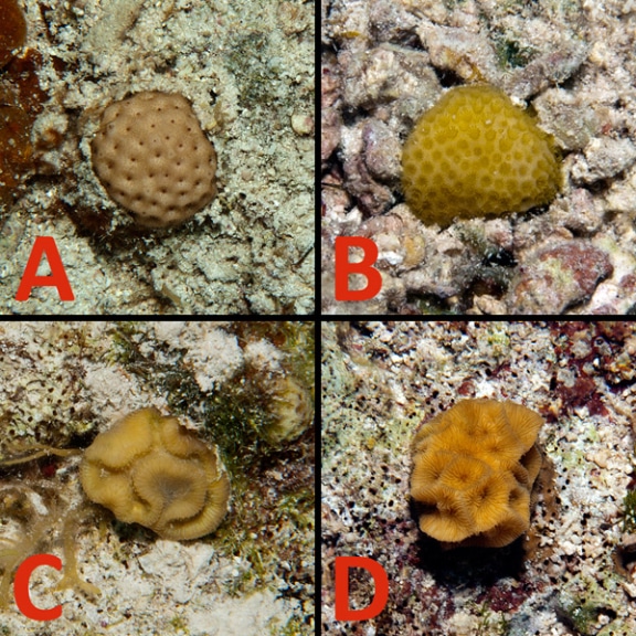 Coral recruits found on Hogsty Reef measuring from 1-5 cm across.  A) Siderastrea B) Porites C) Diploria D) Agaricia