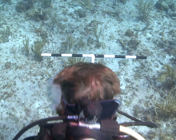 Conducting a belt transect of Caribbean reef fish with a T-shaped meter stick off of Great Inagua, Bahamas