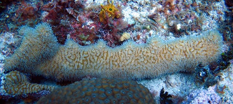 This fragment of pillar coral is growing new upward pillars, also note the extended tentacles giving the coral a furry appearance