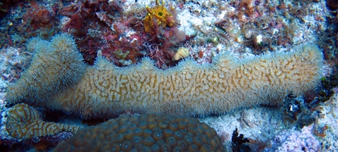 A rare coloured Staghorn coral colony in Opal Reef amongst other