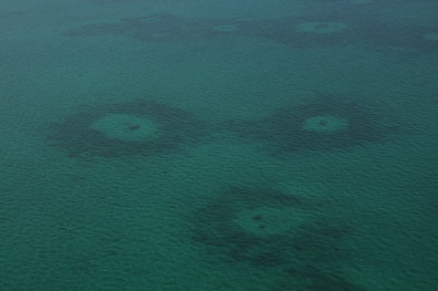 Seagrass halos off Andros Island