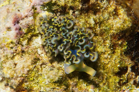 Lettuce Sea Slug (Elysia crispata)