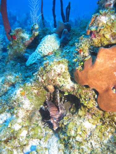 An invasive lionfish hiding in the reef.